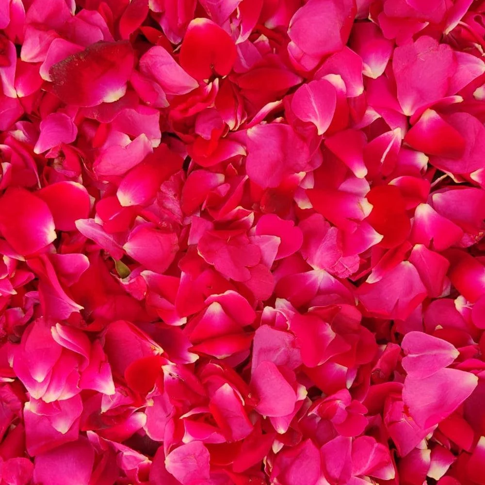 Gulab Flowers (Rosa damascena) used in Mangal Prabhat (Laxative Churan)